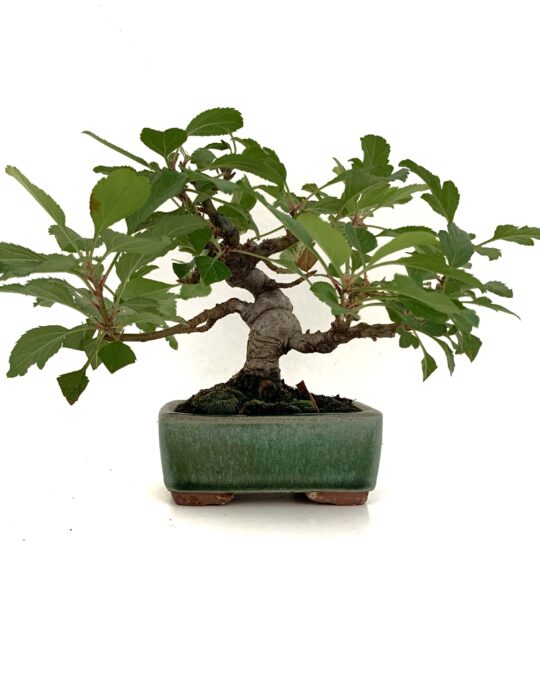 Bonsai Manzano