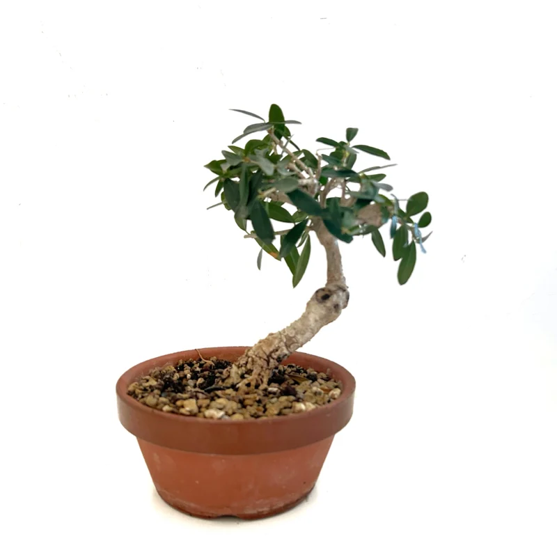 Pre bonsái olivo
