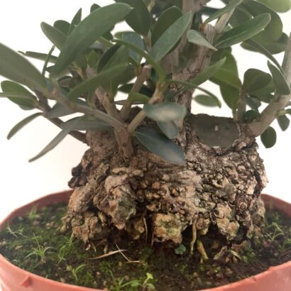 Pre bonsái olivo