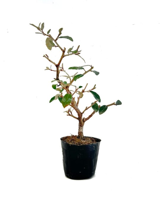 Pre bonsái eleagnus