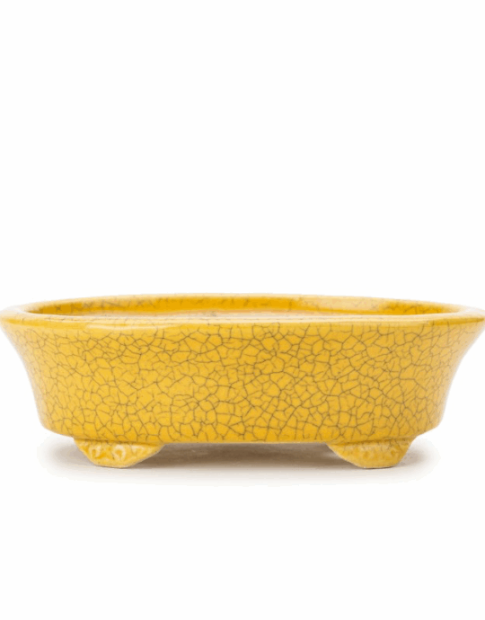 Maceta Koyo amarilla